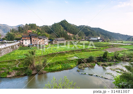 gardens, rice paddy, tea plantation in Chengyang gardens, rice paddy, tea plantation in Chengyang 31481307