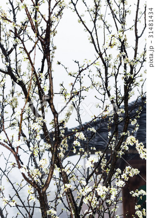 wet white flowers of cherry tree and country house wet white flowers of cherry tree and country house 31481434