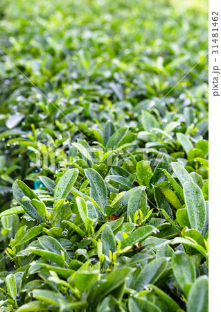 raindrops on green leaves of boxwood hedge 31481462