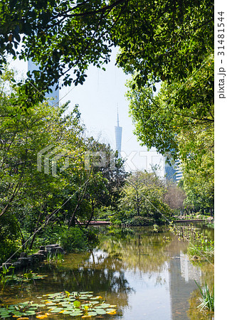 overgrown pond in Zhujiang urban park in Guangzhou overgrown pond in Zhujiang urban park in Guangzhou 31481544