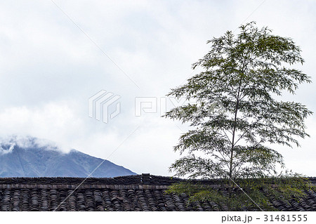 bamboo tree over roof on country house bamboo tree over roof on country house 31481555