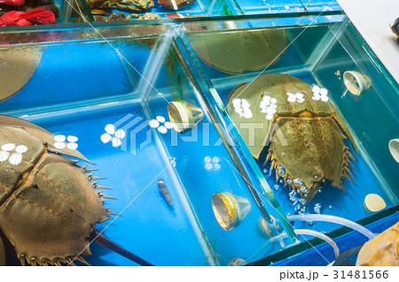horseshoe crabs in market in Guangzhou city 31481566