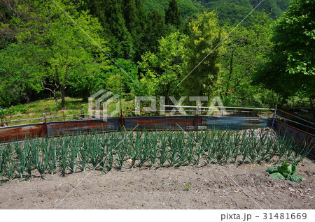 山の中の畑 山の中の畑 31481669