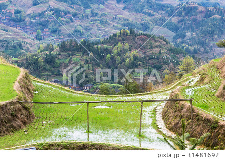 wet rice paddy in Dazhai village in spring wet rice paddy in Dazhai village in spring 31481692