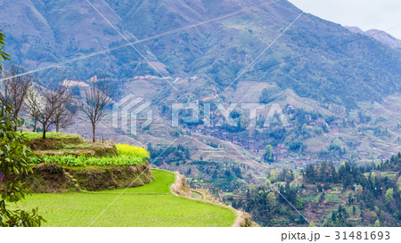 green terraced rice paddy in Dazhai village 31481693