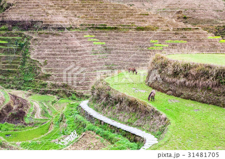 view of terraced slope near Dazhai village view of terraced slope near Dazhai village 31481705