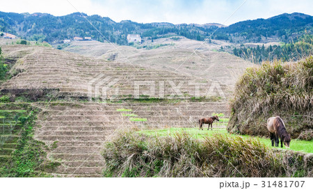 rural view of near Dazhai village in country rural view of near Dazhai village in country 31481707