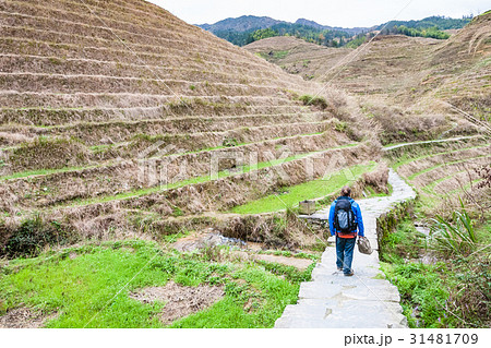 tourist on path between terraced fields in Dazhai tourist on path between terraced fields in Dazhai 31481709