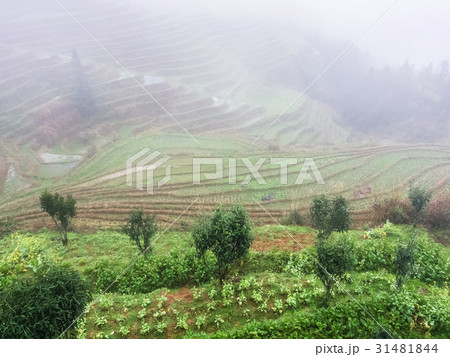 view of rice terraced hills in mist view of rice terraced hills in mist 31481844