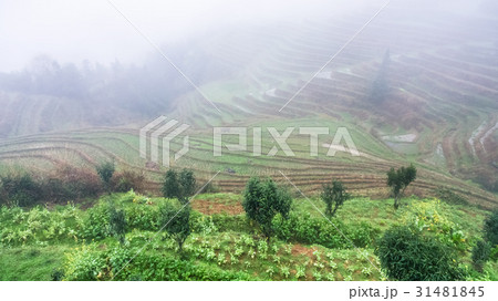 view of rice terraced hills in brume view of rice terraced hills in brume 31481845