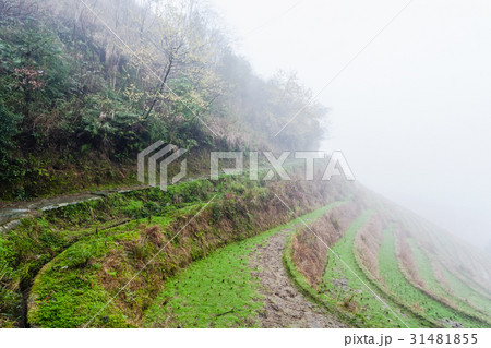 brume on rice terraced fieilds brume on rice terraced fieilds 31481855