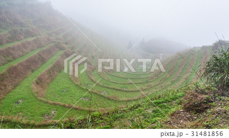 mist over rice terraced gardens 31481856