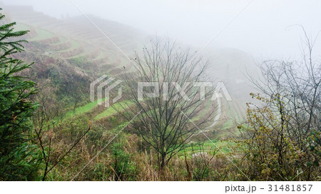 view of rice terraced hills in fog 31481857