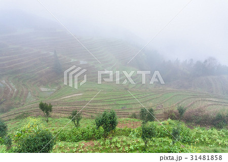 view of rice terraced fields in fog 31481858