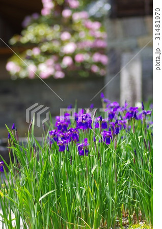 菖蒲 31481970