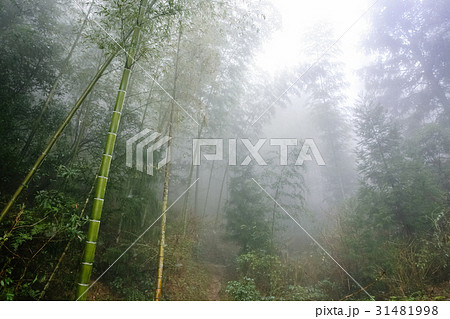wet bamboo in mist rainforest in area of Dazhai wet bamboo in mist rainforest in area of Dazhai 31481998