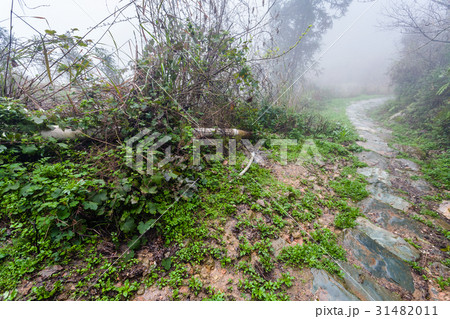 wet path in forest in rainy misty spring day wet path in forest in rainy misty spring day 31482011