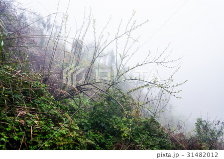 rain drops on tree in rainforest on hill 31482012