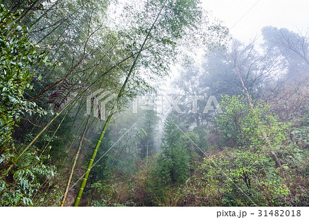 wet rainforest in area of Dazhai wet rainforest in area of Dazhai 31482018