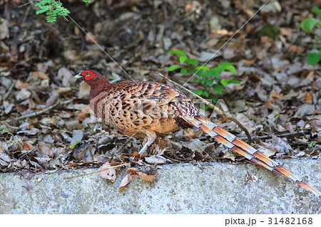 シコクヤマドリ シコクヤマドリ 31482168