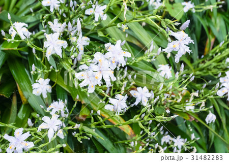white flowers of asiatic lily in spring rain white flowers of asiatic lily in spring rain 31482283