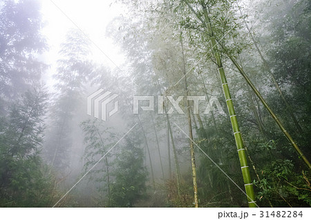 wet trees in mist rainforest in area of Dazha 31482284