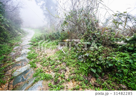 wet path in field in rainy misty spring day wet path in field in rainy misty spring day 31482285