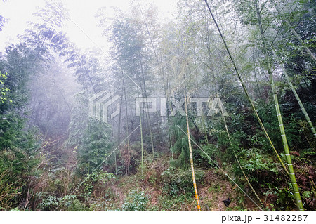 wet woods in mist rainforest in area of Dazhai wet woods in mist rainforest in area of Dazhai 31482287
