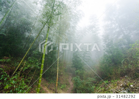 wet cane trunks in mist rainforest wet cane trunks in mist rainforest 31482292