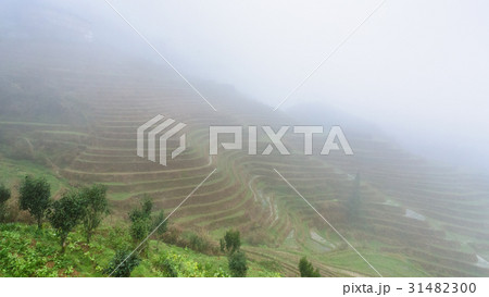 view of rice terraced fields in brume view of rice terraced fields in brume 31482300