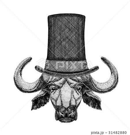 Buffalo, bull, ox wearing cylinder top hat 31482880