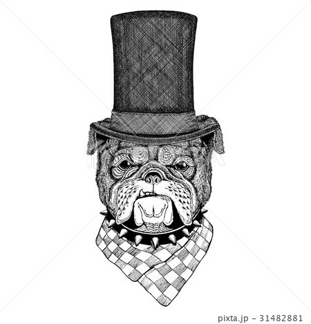 Bulldog wearing cylinder top hat 31482881
