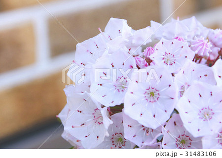 カルミアのツボミ 31483106