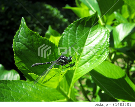トンボ トンボ 31483505