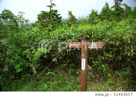 栂池自然園　信州白馬山麓 31483657