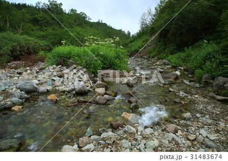 栂池自然園 信州白馬山麓 栂池自然園 信州白馬山麓 31483674