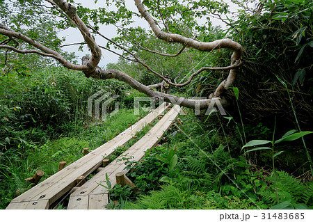 栂池自然園　信州白馬山麓 31483685