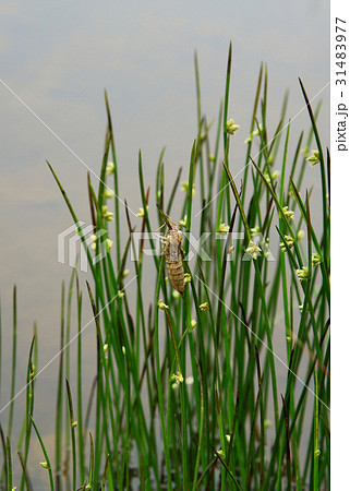 白馬　八方尾根高山植物園 31483977