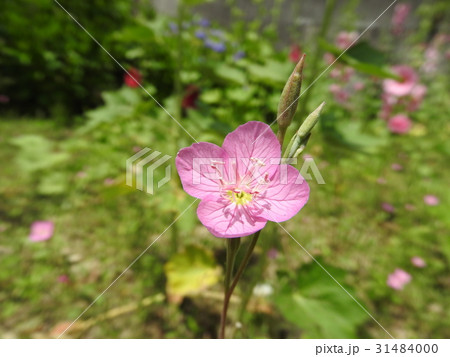 夕化粧（ユウゲショウ） 31484000