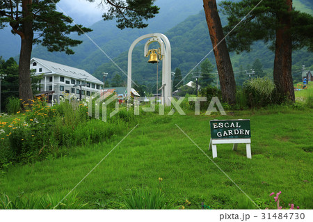 白馬五竜高山植物園　白馬山麓 31484730