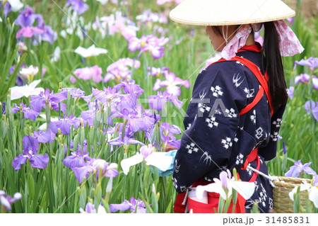 菖蒲園の花つみ 菖蒲園の花つみ 31485831