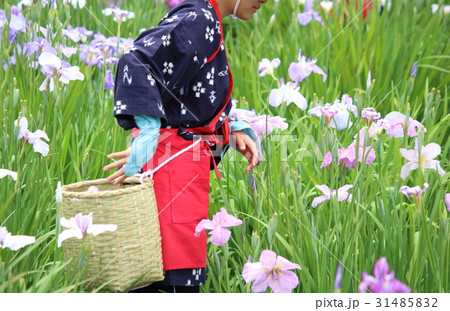 菖蒲園の花つみの写真素材 [31485832] - PIXTA