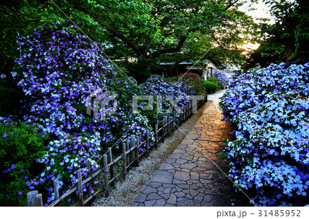 伊豆　了仙寺　アメリカジャスミンの花　（ ジャスミン寺 ）　静岡県 下田市 七軒町 31485952