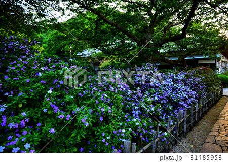 伊豆　了仙寺　アメリカジャスミンの花　（ ジャスミン寺 ）　静岡県 下田市 七軒町 31485953