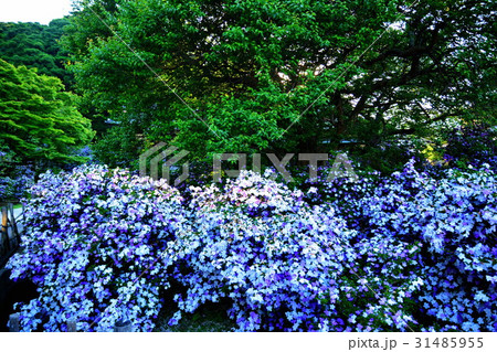 伊豆 了仙寺 アメリカジャスミンの花 ( ジャスミン寺 ) 静岡県 下田市 七軒町 伊豆 了仙寺 アメリカジャスミンの花 ( ジャスミン寺 ) 静岡県 下田市 七軒町 31485955