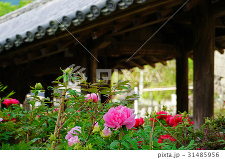 長谷寺 ぼたん 奈良県の写真素材