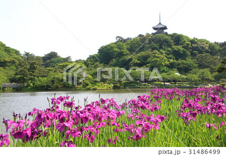 横浜・三渓園と花菖蒲 31486499