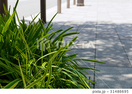 三休橋筋 三休橋筋 31486695