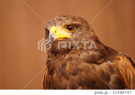 ハリスホーク ハリスホーク 31486747