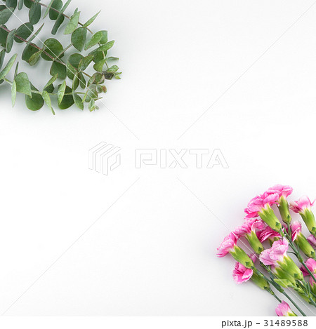 Baby eucalyptus leaves and pink carnation flowers Baby eucalyptus leaves and pink carnation flowers 31489588